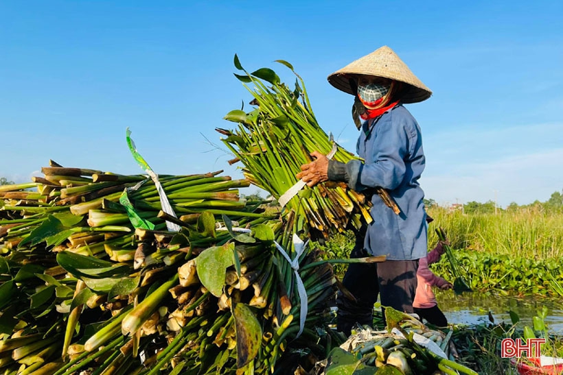 Sản phẩm từ lục bình