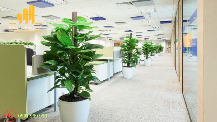  Lựa chọn những cây có tán lá rộng, xanh tốt và nhiều mầm non để trang trí không gian