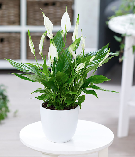 15 loại cây trồng thanh lọc không khí trong nhà bạn nên trồng ngay hôm nay 11 Cây lan ý cân bằng độ ẩm và điều hòa không khí
