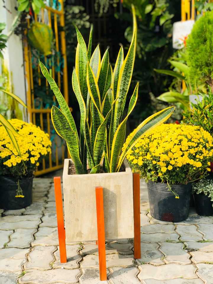 15 loại cây trồng thanh lọc không khí trong nhà bạn nên trồng ngay hôm nay 13 Cây lưỡi hổ giúp loại bỏ khí CO2 và sản sinh khí O2