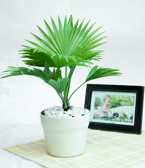 15 loại cây trồng thanh lọc không khí trong nhà bạn nên trồng ngay hôm nay 5 Cây cọ cảnh loại sạch khí amoniac