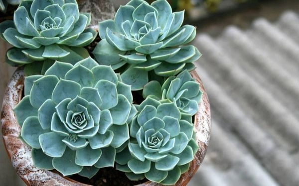 Sen Đá là cây gì? Những hình ảnh đẹp nhất về cây sen đá 31 Một trong những dòng sen đá Thái được rất nhiều bạn trẻ yêu thích
