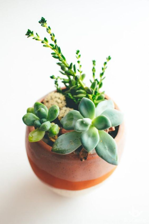Sen Đá là cây gì? Những hình ảnh đẹp nhất về cây sen đá 22 Sen đá được trồng trong chậu trông thật giản dị