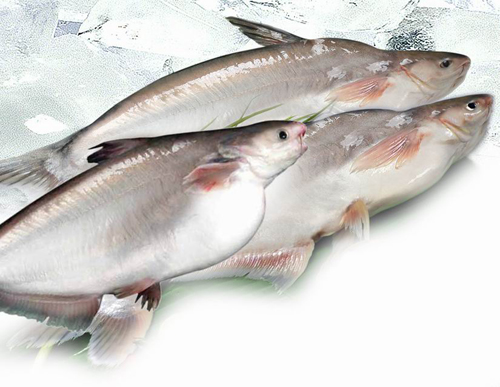 Whole Pangasius