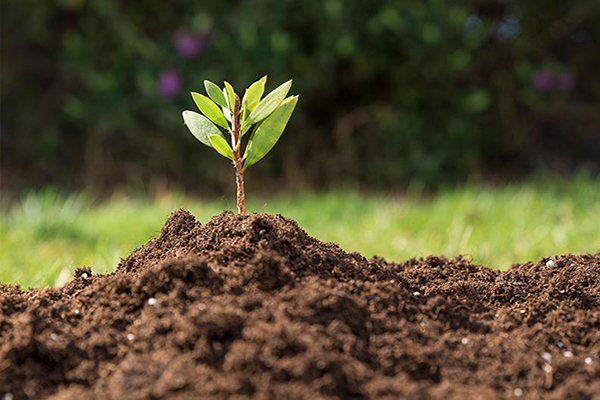 Phân hữu cơ vi sinh là gì? Những lợi ích khi sử dụng phân hữu cơ vi si | Phân  bón hữu cơ Green Can