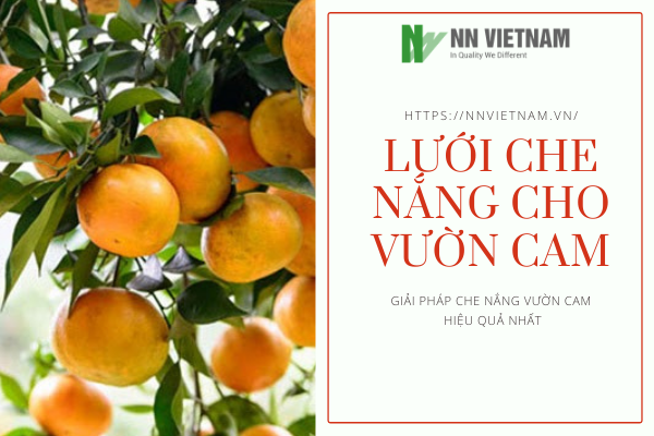 Lưới che nắng cho vườn cam - Tại sao không?