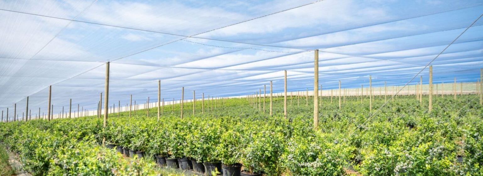 Lưới chắn côn trùng loại nào tốt? Mua ở đâu?