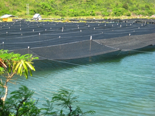 Kỹ thuật trồng rong nho hiệu quả bằng lưới che nắng