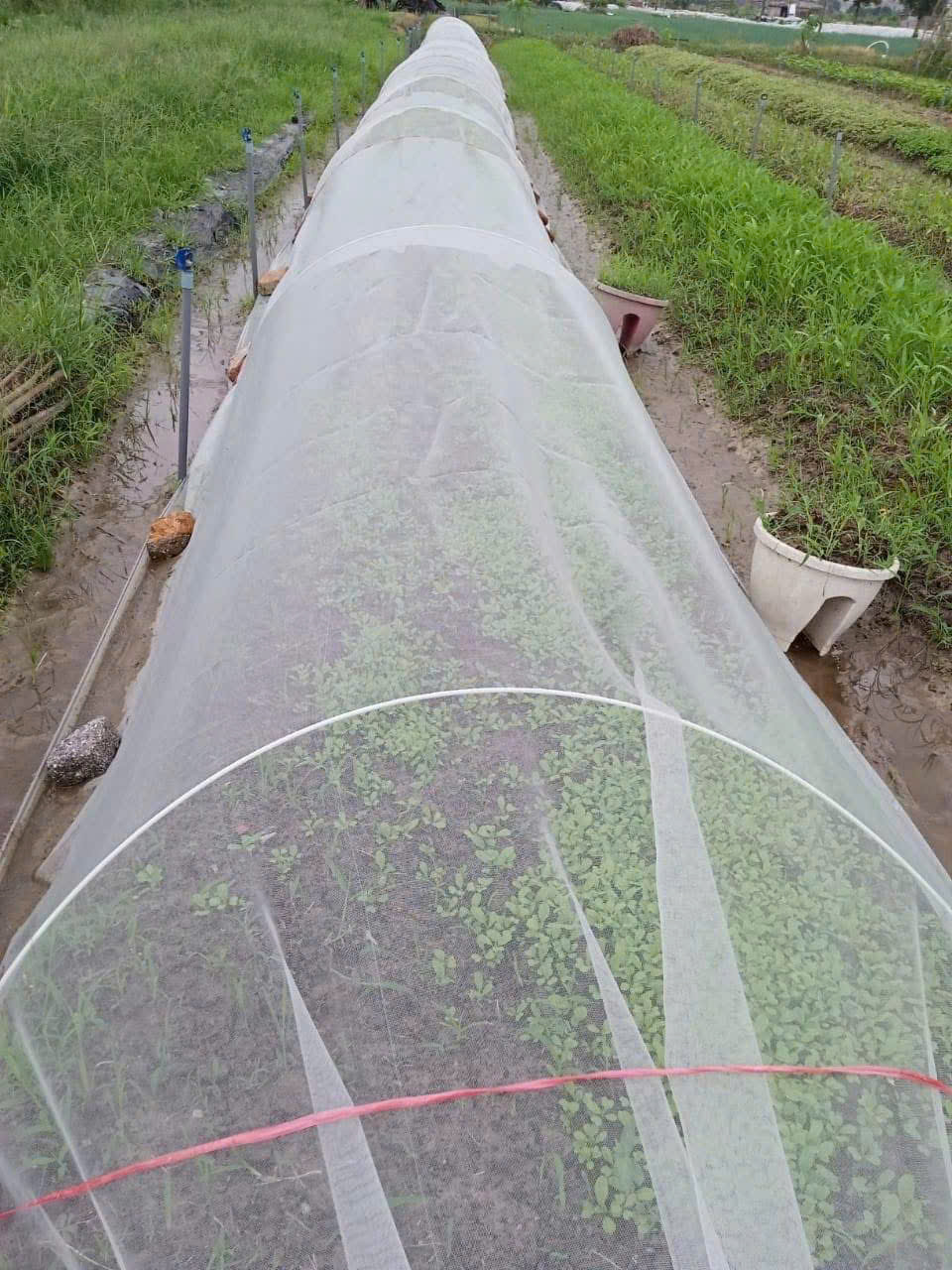 Lưới Chắn Côn Trùng Trắng 22 Mesh Khổ 2m | HDPE Chống UV