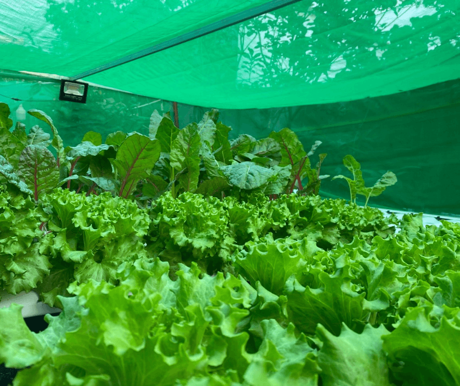 Lưới Che Lan, Cây Trồng - Lưới Che Nắng 50% -  Màu Xanh