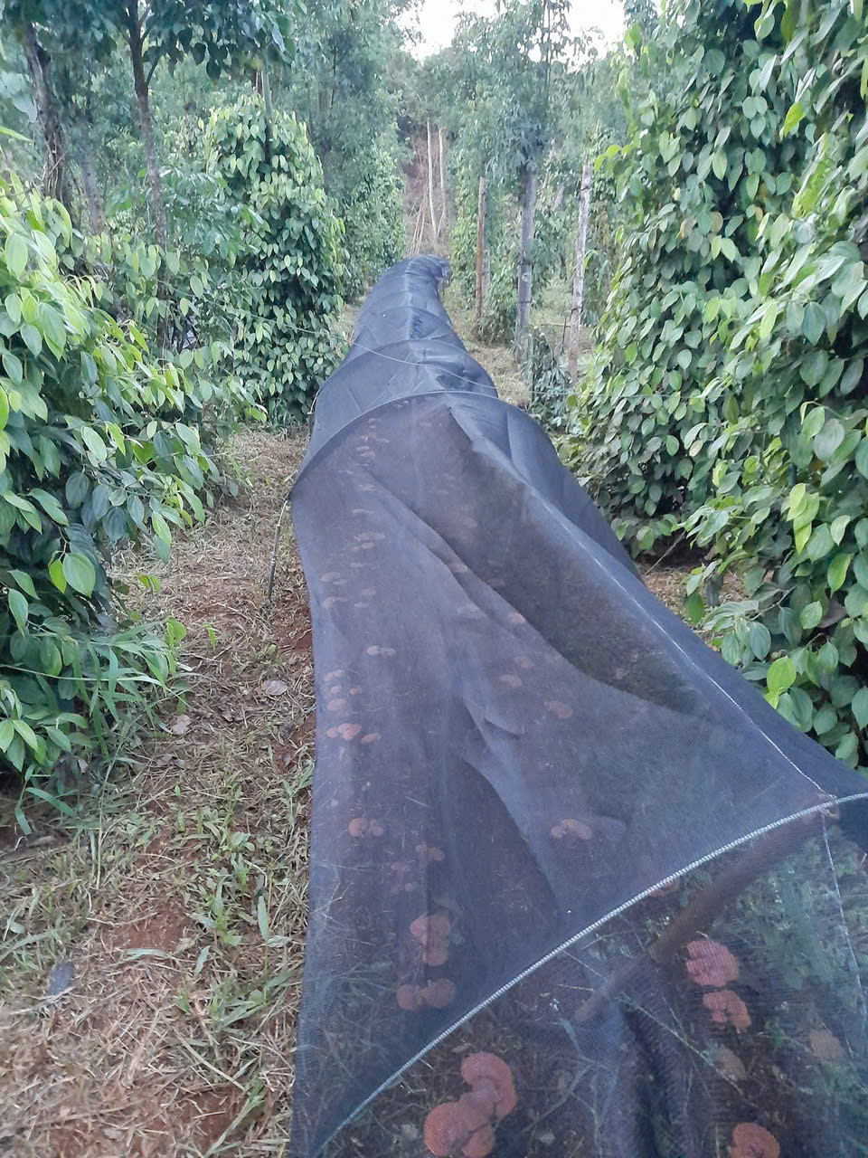 Lưới Che Lan, Cây Trồng - Lưới Che Nắng 60% -  Màu Đen