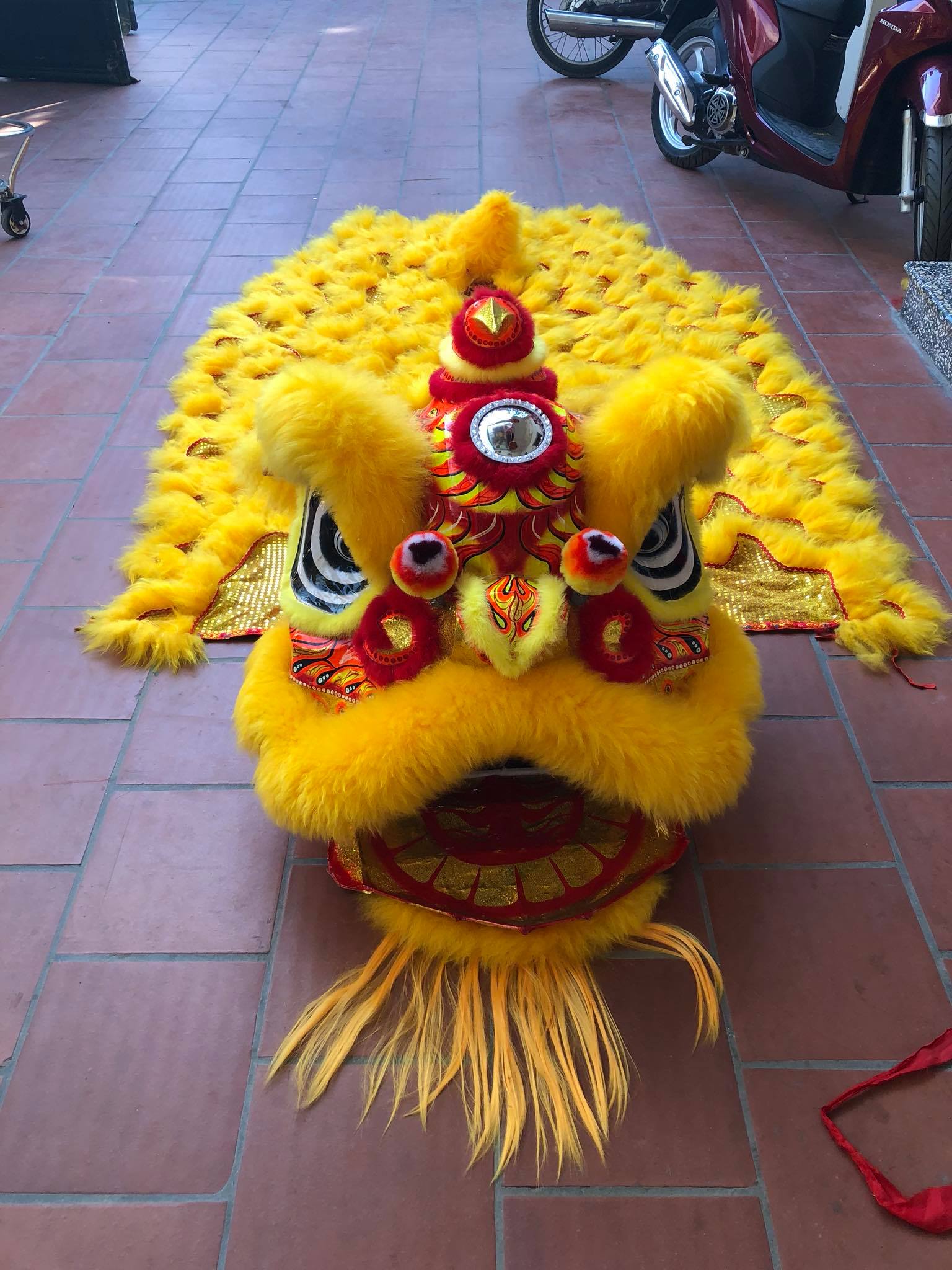 Lân miệng dảnh lông cừu vàng đẹp giá rẻ