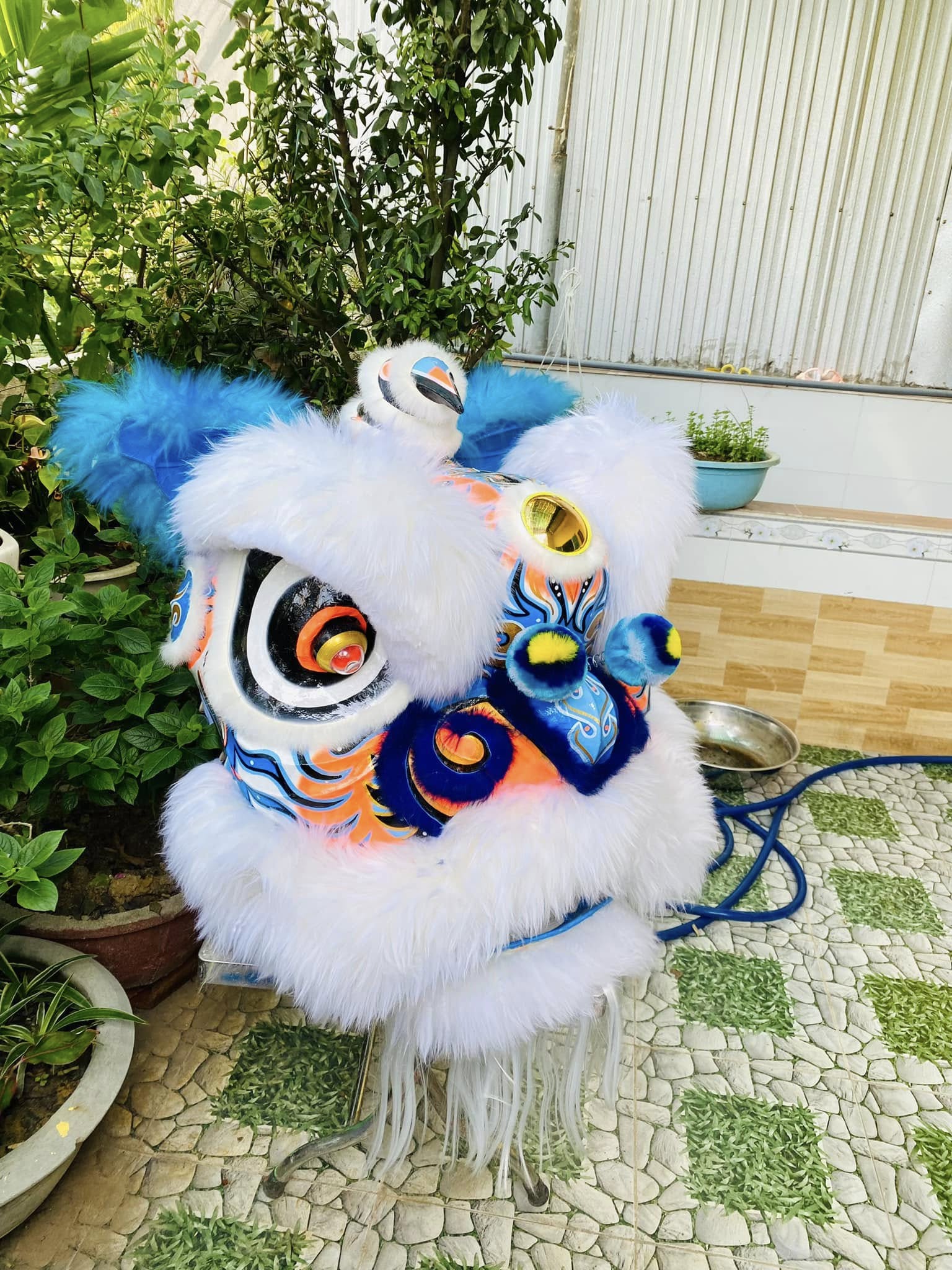 ĐẦU LÂN LÔNG CỪU MÀU TRẮNG