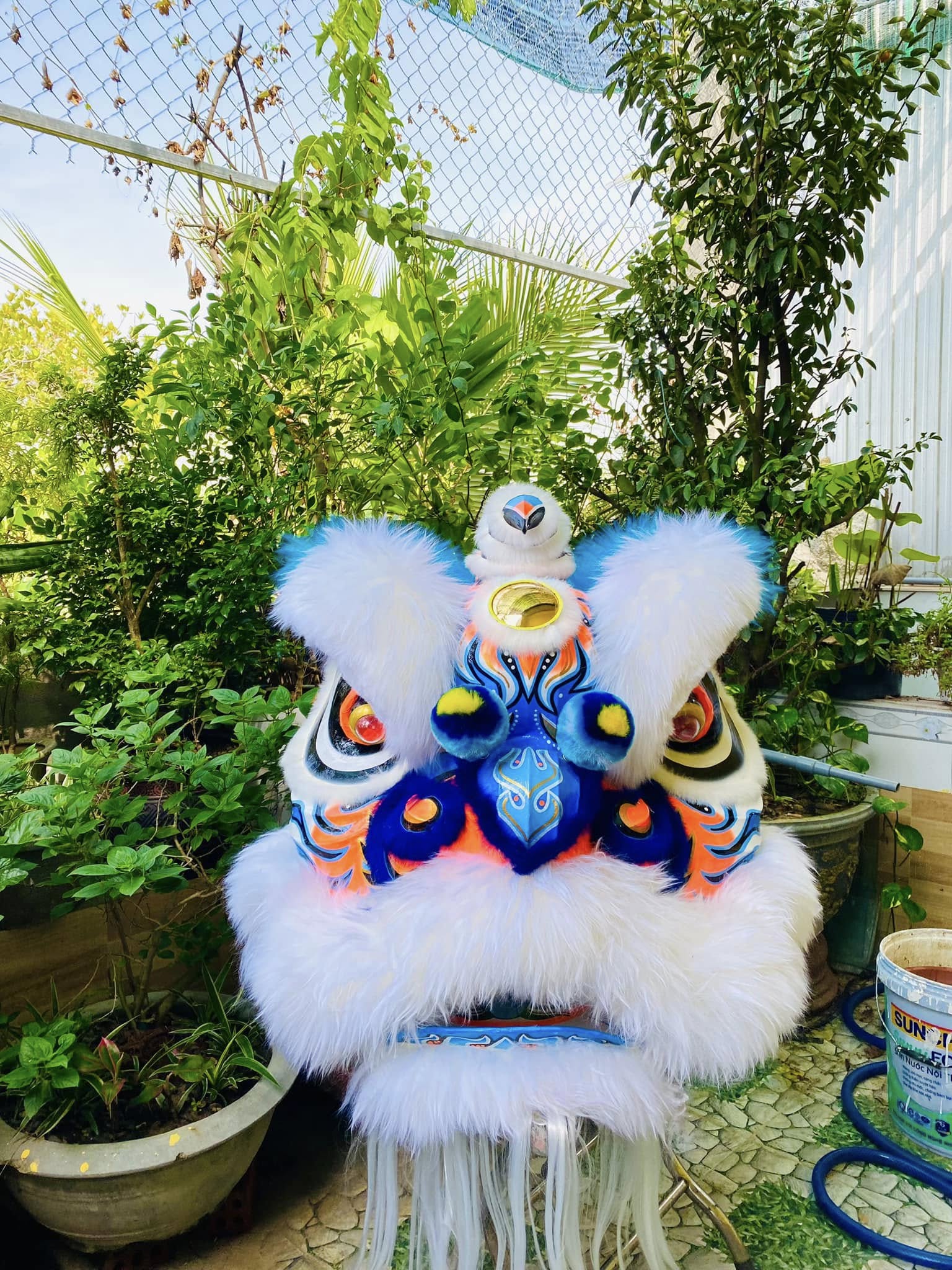 ĐẦU LÂN LÔNG CỪU MÀU TRẮNG