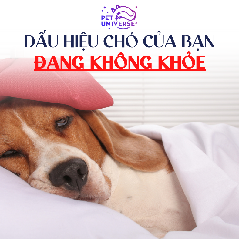 BỆNH VẶT Ở CHÓ