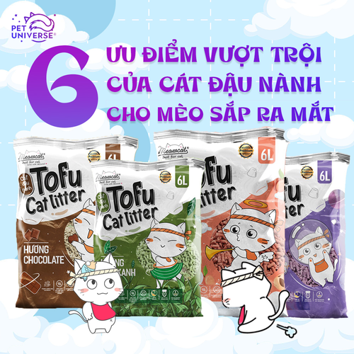 5/3 - 6 ƯU ĐIỂM VƯỢT TRỘI CỦA CÁT ĐẬU NÀNH CHO MÈO SẮP RA MẮT