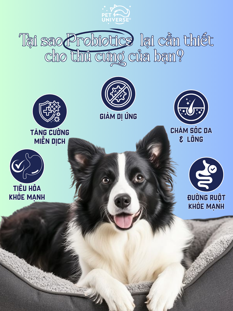 Tại sao Probiotics lại cần thiết cho thú cưng của bạn?
