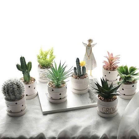 Cách chăm sóc cây cảnh mini