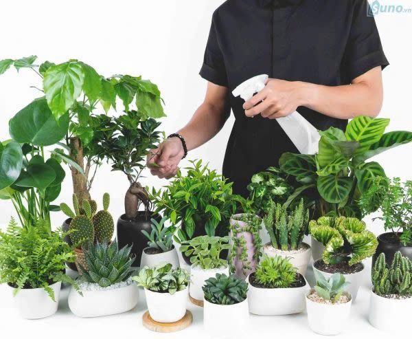 🌿 Cách chăm cây xanh mini (siêu dễ cho người bận rộn)