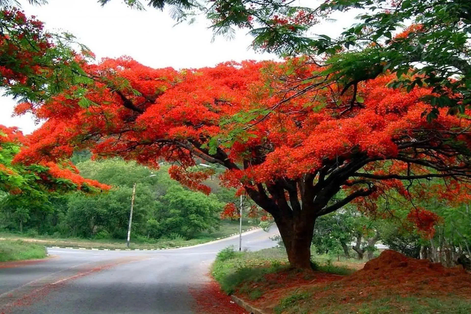 ☀️ Mùa hè – Bản giao hưởng rực rỡ của ký ức và tự do 🌿