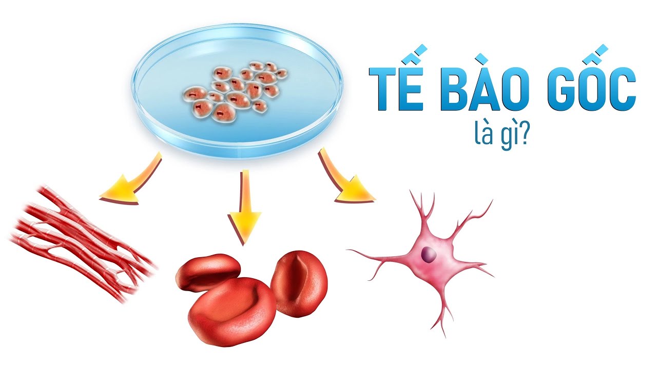 Stem Cell Là Gì: Bí Mật Của Cơ Thể Bạn