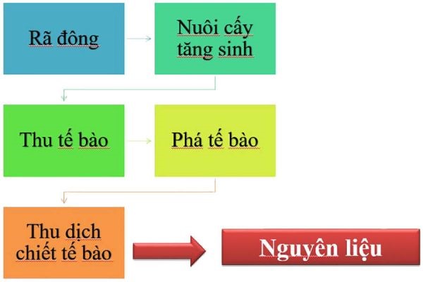 BC-A Gel Băng vết thương thế hệ mới từ công nghệ tế bào gốc