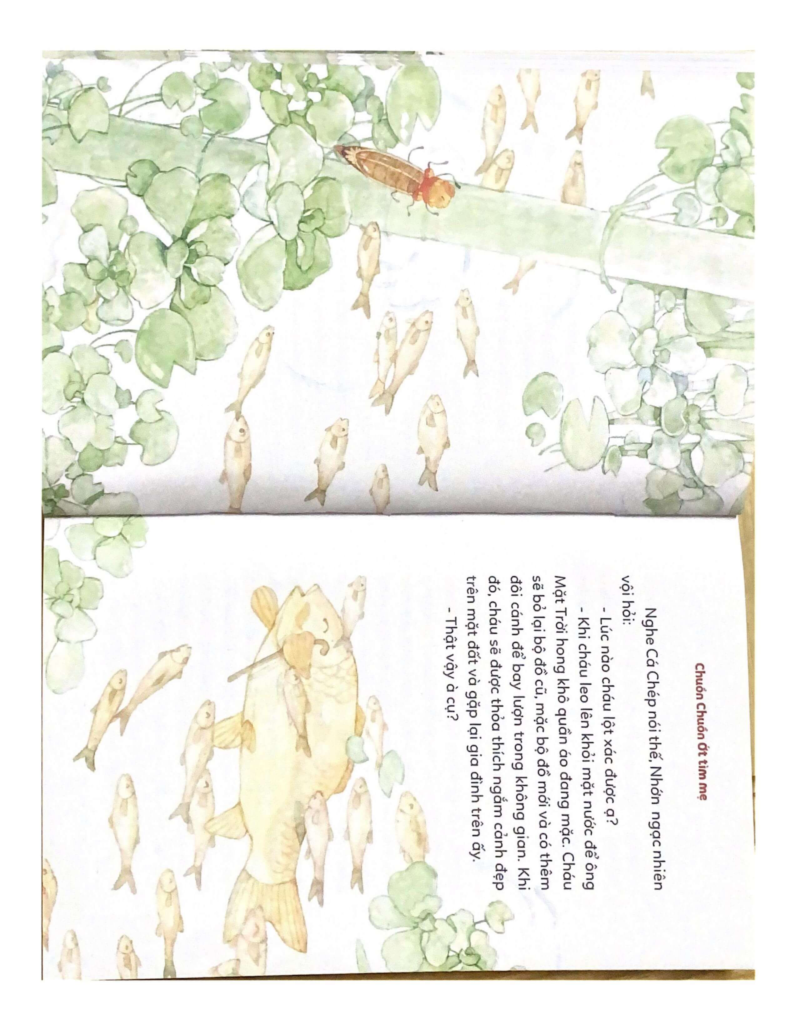 Chuồn Chuồn Ớt tìm mẹ