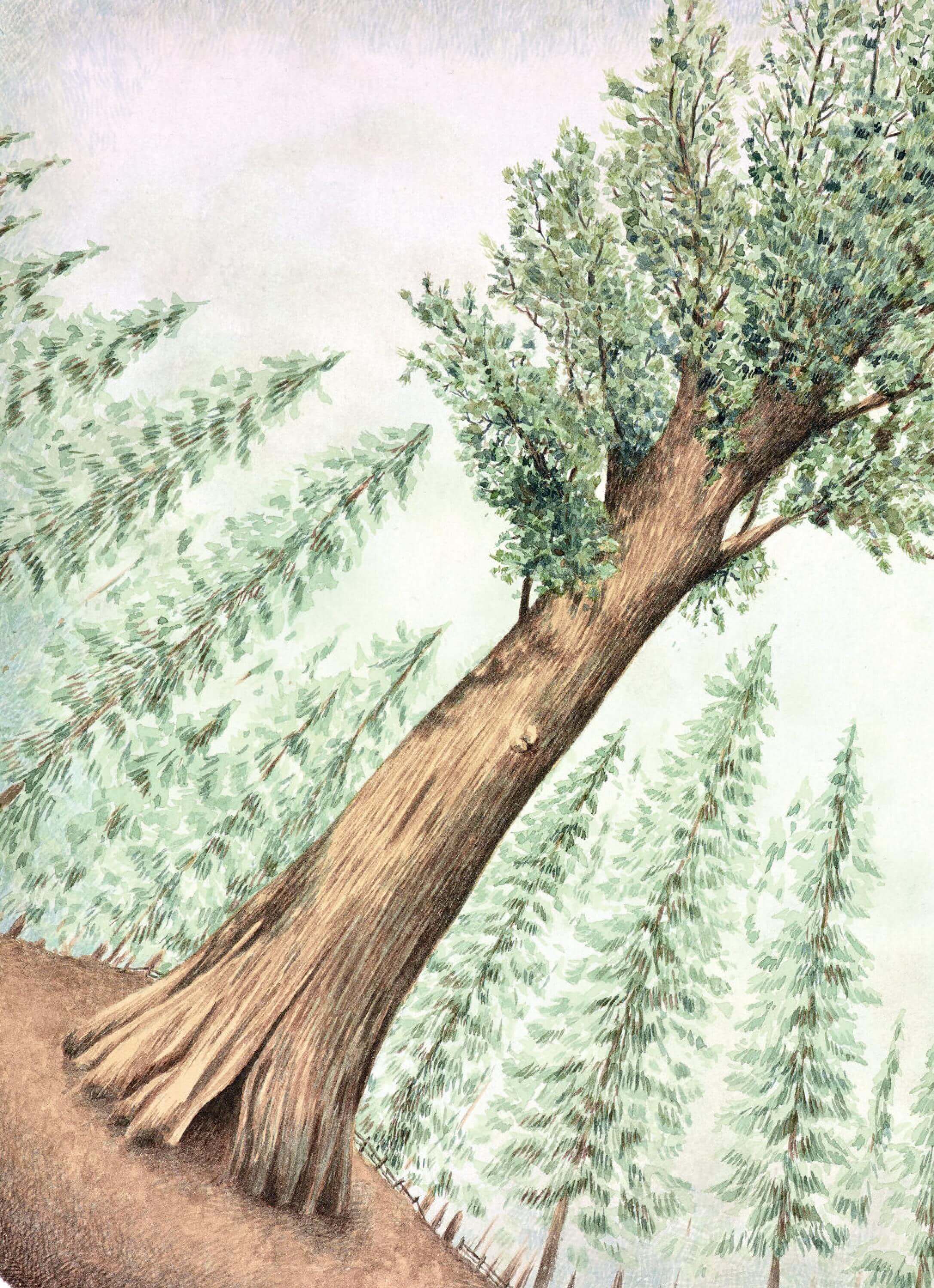 Chuyện kể trên những nhành cây