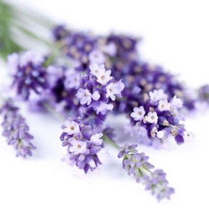 Cách khử mùi trong phòng khách sạn đơn giản, hiệu quả