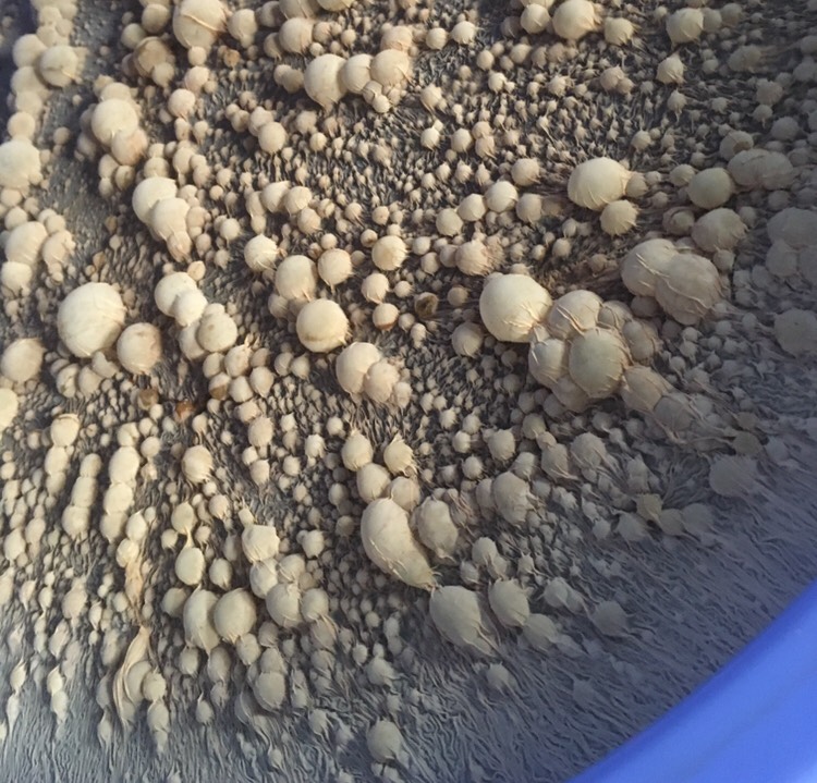 Chế phẩm sinh học giúp nuôi tôm thân thiện với môi trường?