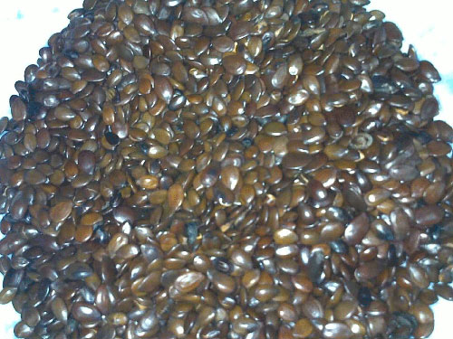 Omega-3 đâu chỉ riêng từ cá!