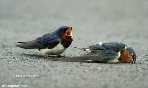 Chuyện tình chim yến làm độc giả rơi lệ !