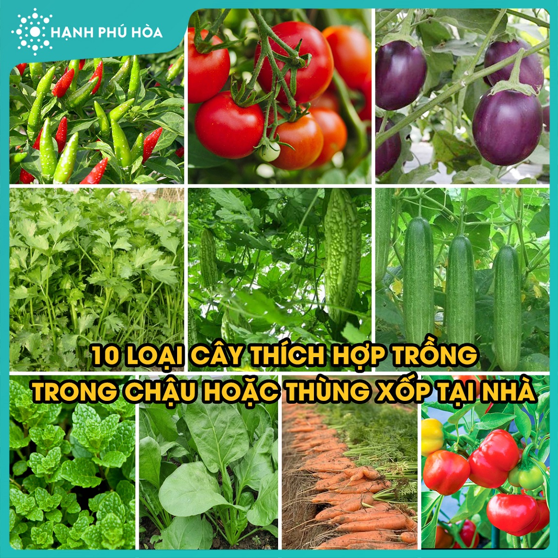 10 LOẠI CÂY THÍCH HỢP TRỒNG TRONG CHẬU HOẶC THÙNG XỐP TẠI NHÀ