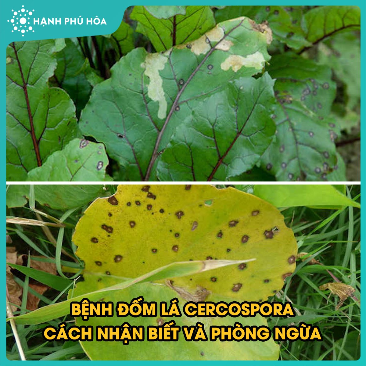 BỆNH ĐỐM LÁ CERCOSPORA