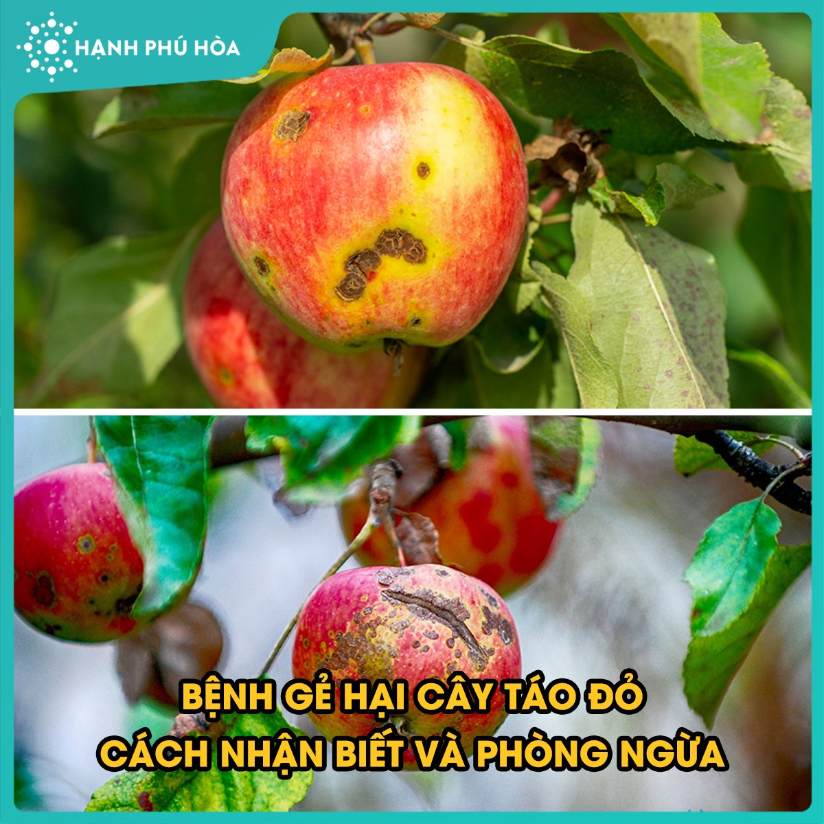 BỆNH GHẺ HẠI CÂY TÁO ĐỎ