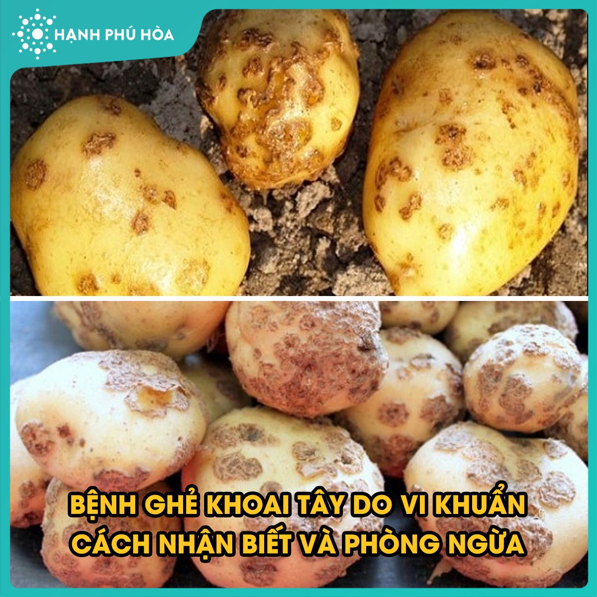 BỆNH GHẺ KHOAI TÂY DO VI KHUẨN