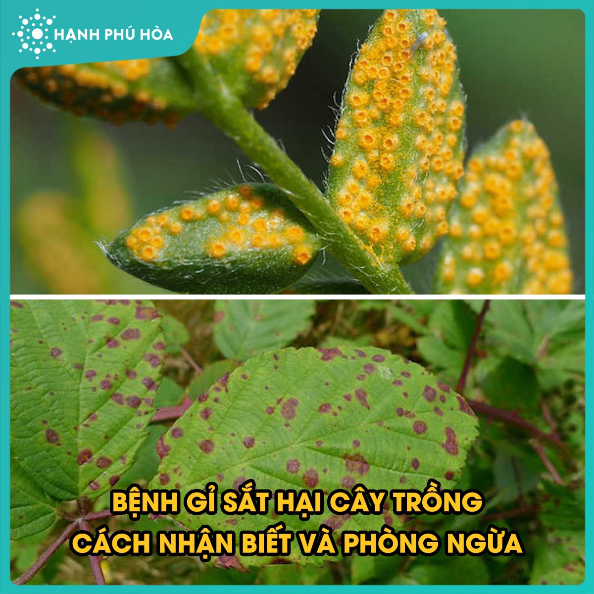 BỆNH GỈ SẮT HẠI CÂY TRỒNG