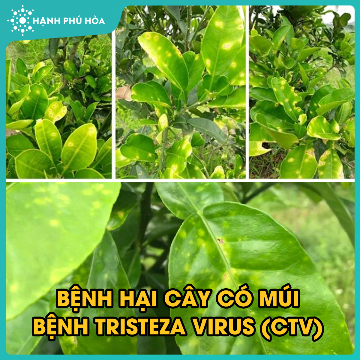 BỆNH HẠI CÂY CÓ MÚI BỆNH - TRISTEZA VIRUS (CTV)