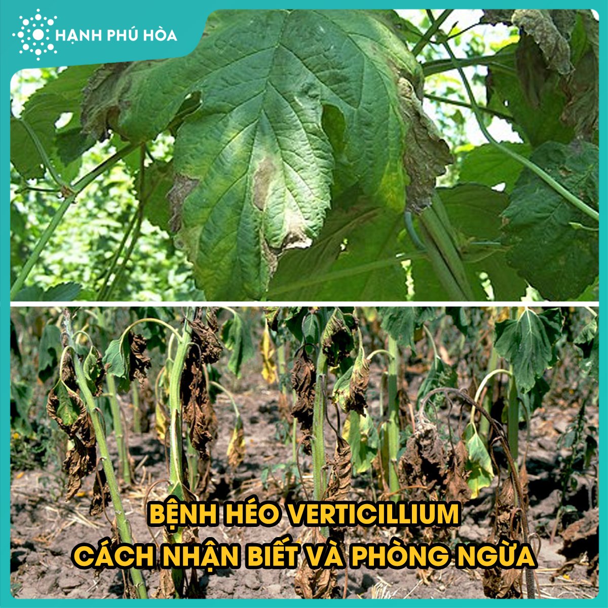 BỆNH HÉO VERTICILLIUM