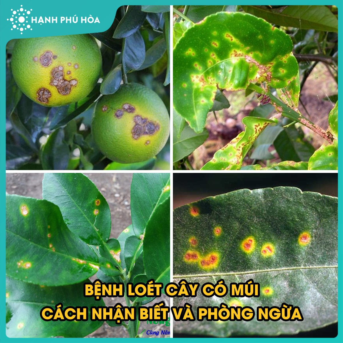 BỆNH LOÉT CÂY CÓ MÚI (XANTHOMONAS CITRI)