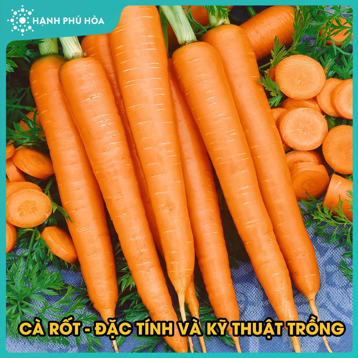 PHẦN 8: CÀ RỐT