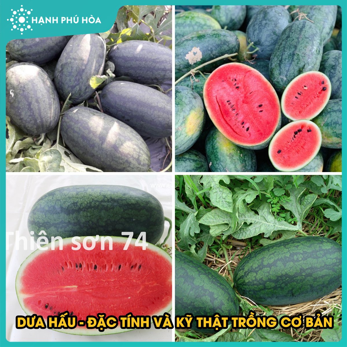 DƯA HẤU, ĐẶC TÍNH VÀ KỸ THUẬT TRỒNG CƠ BẢN