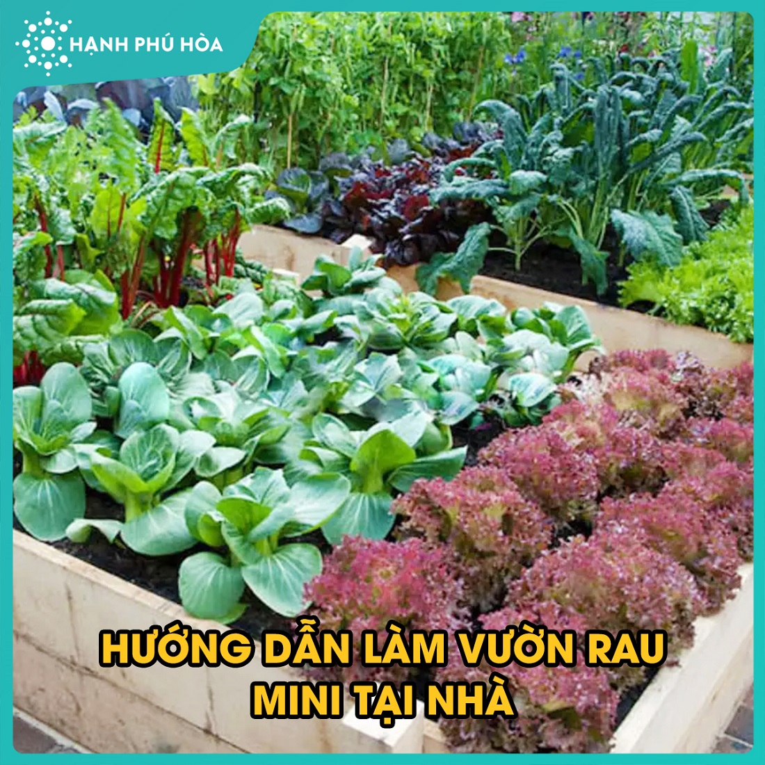 HƯỚNG DẪN LÀM VƯỜN RAU MINI TẠI NHÀ