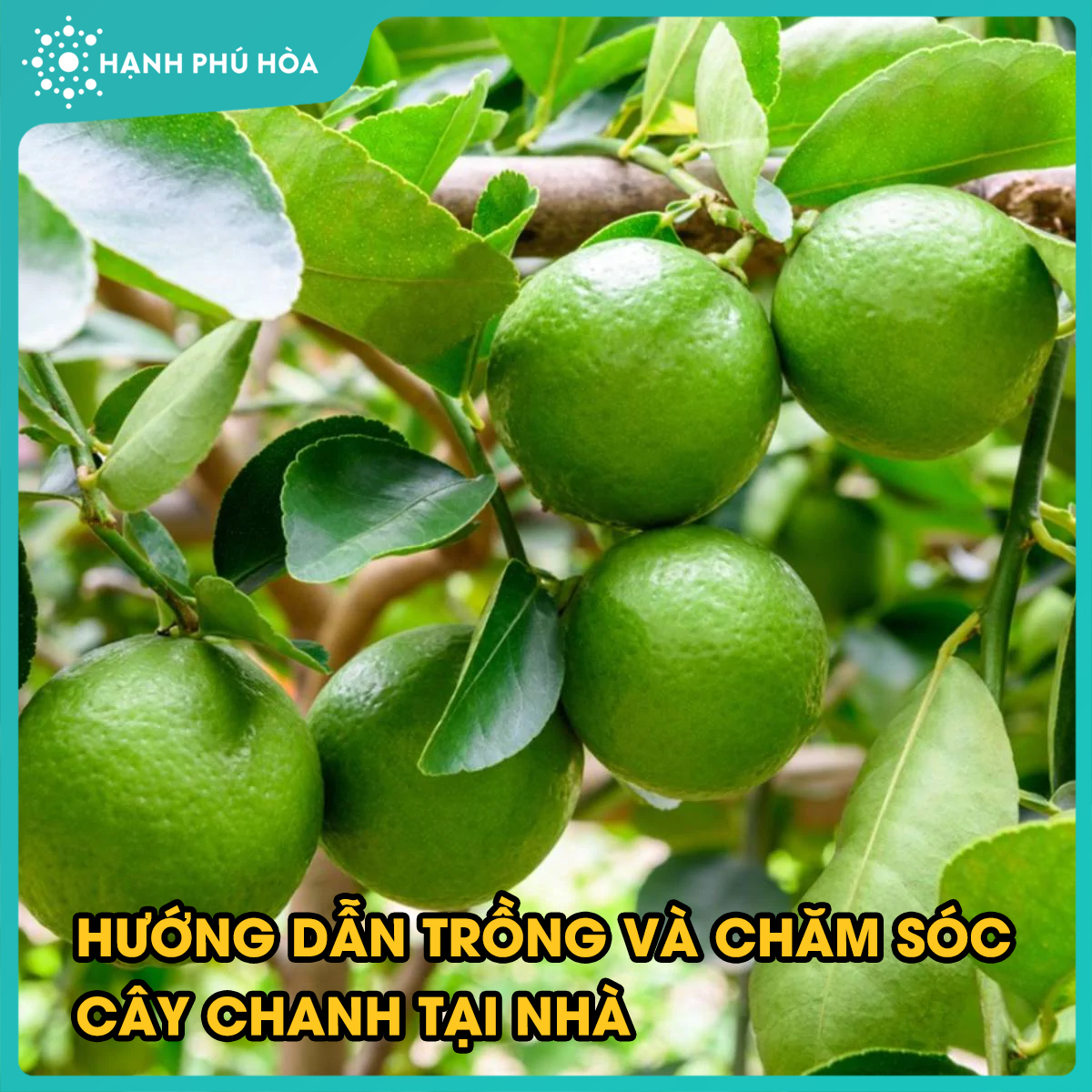 HƯỚNG DẪN TRỒNG VÀ CHĂM SÓC CÂY CHANH TẠI NHÀ