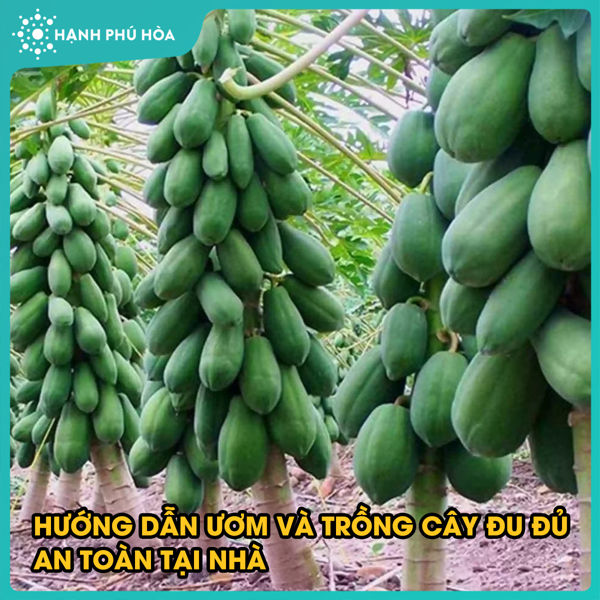 HƯỚNG DẪN ƯƠM VÀ TRỒNG CÂY ĐU ĐỦ AN TOÀN TẠI NHÀ