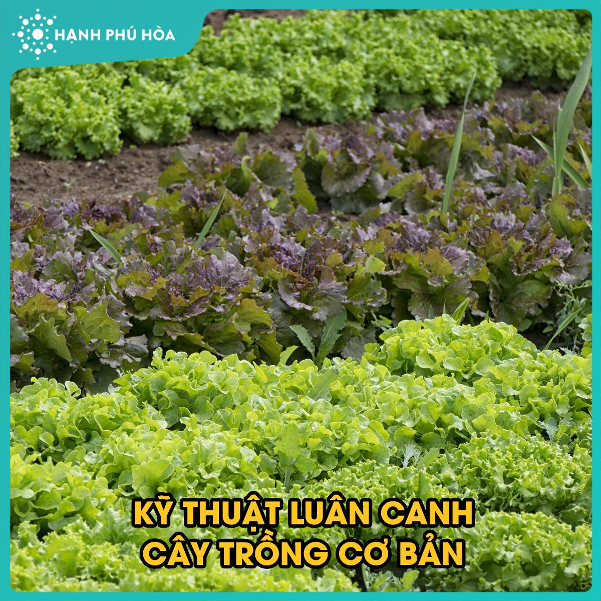 LUÂN CANH CÂY TRỒNG – P2
