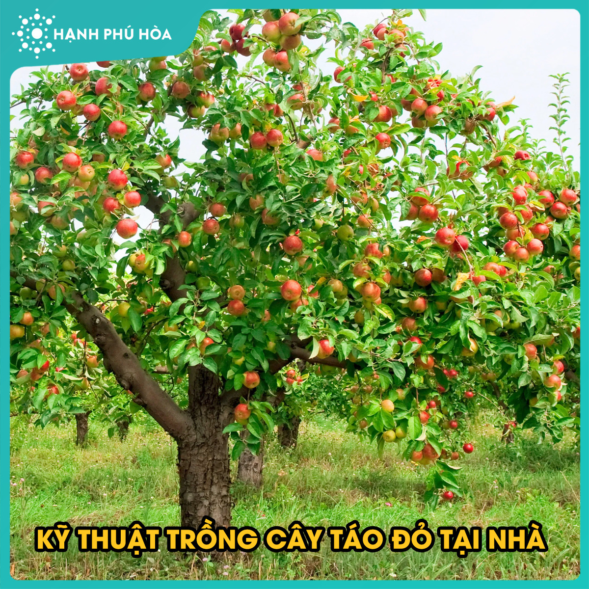 KỸ THUẬT TRỒNG CÂY TÁO ĐỎ TẠI NHÀ