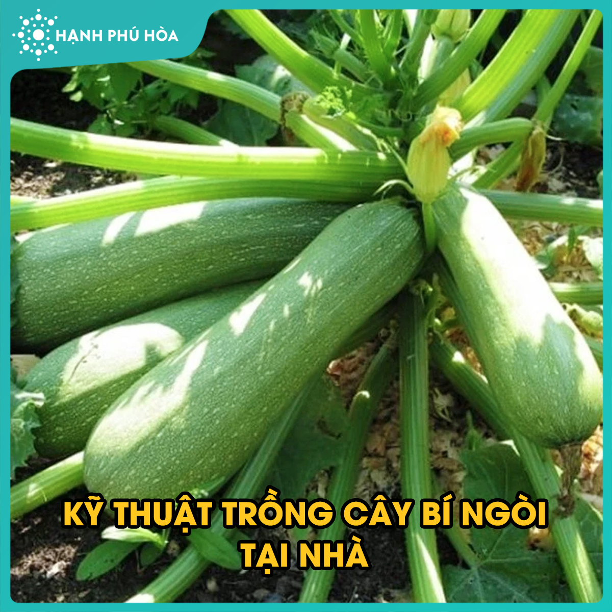 PHẦN 5: CÂY BÍ