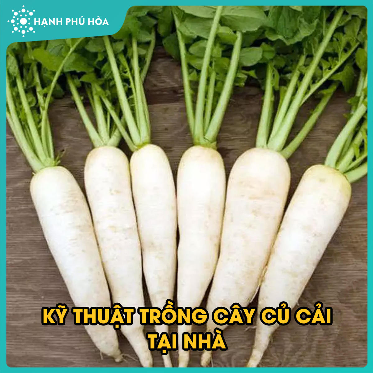 PHẦN 3: CÂY CỦ CẢI