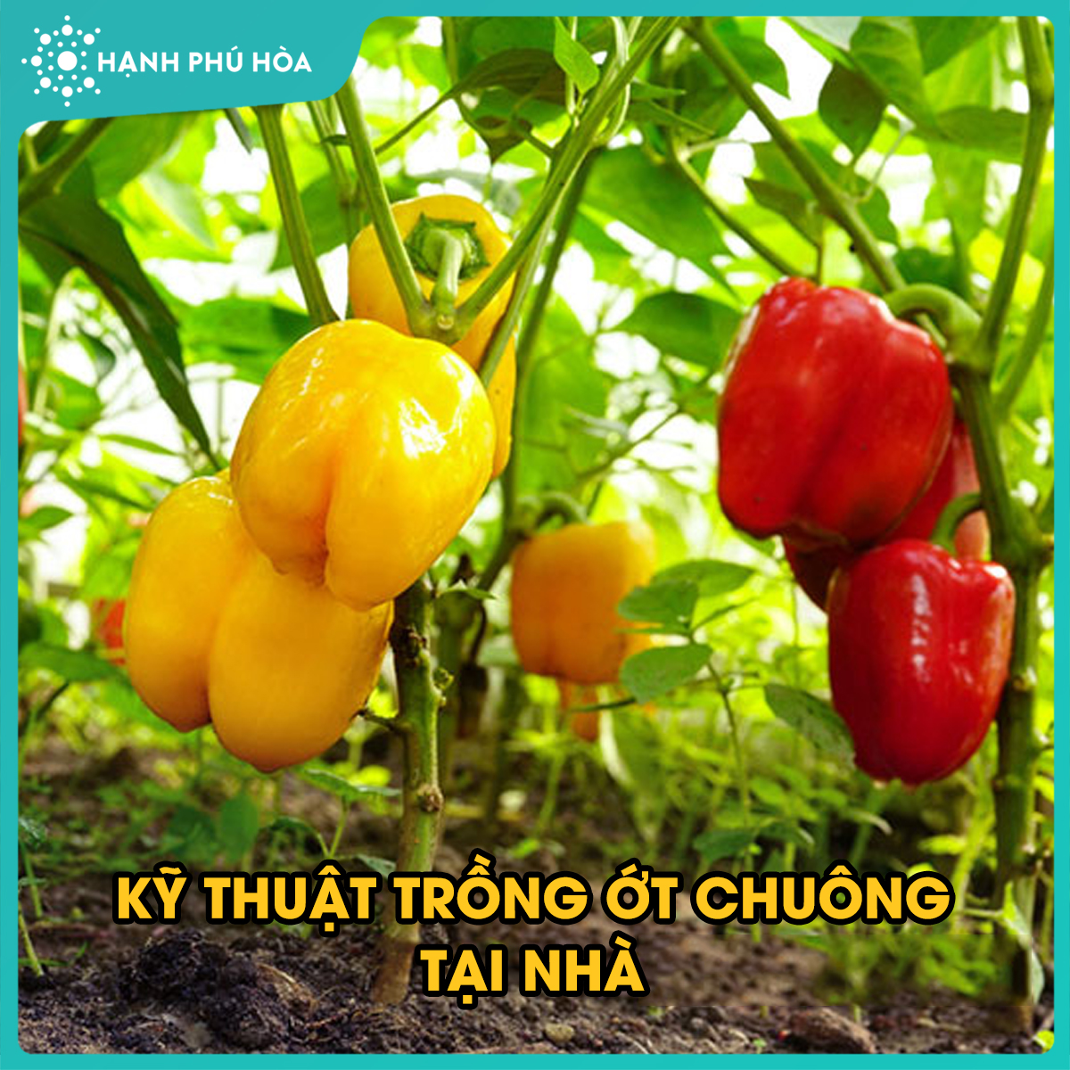 PHẦN 5: CÂY ỚT